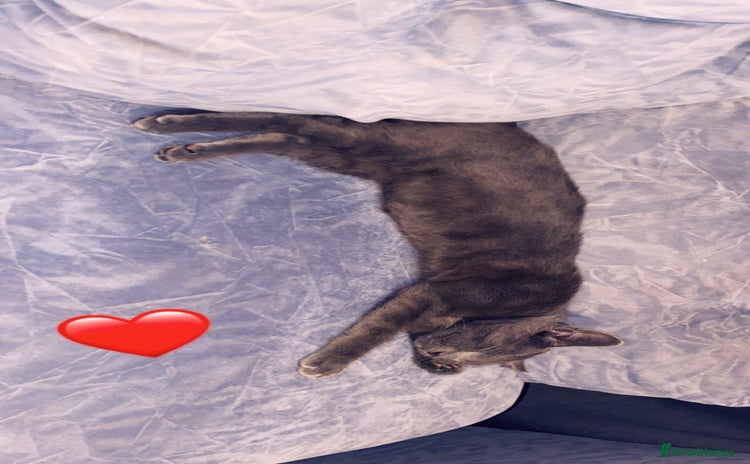 Russian Blue cats - Advert 1