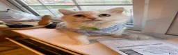 Persian cats for sale: BOY LEFT  - Advert 2
