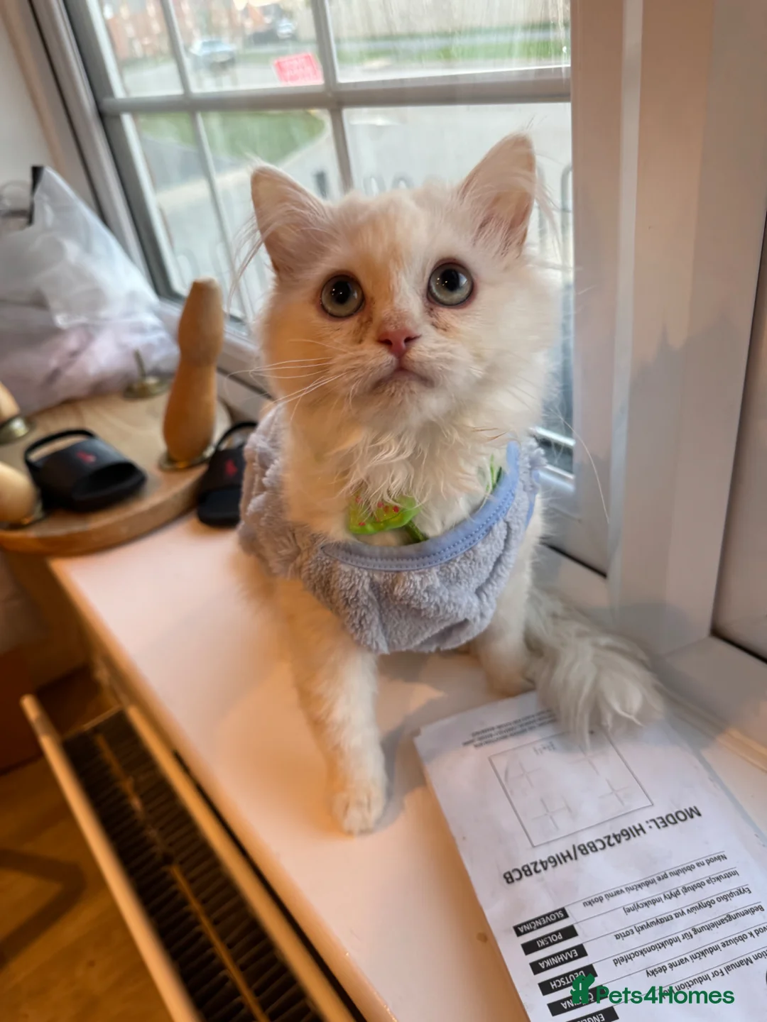 Persian cats for sale: BOY LEFT  - Advert 2
