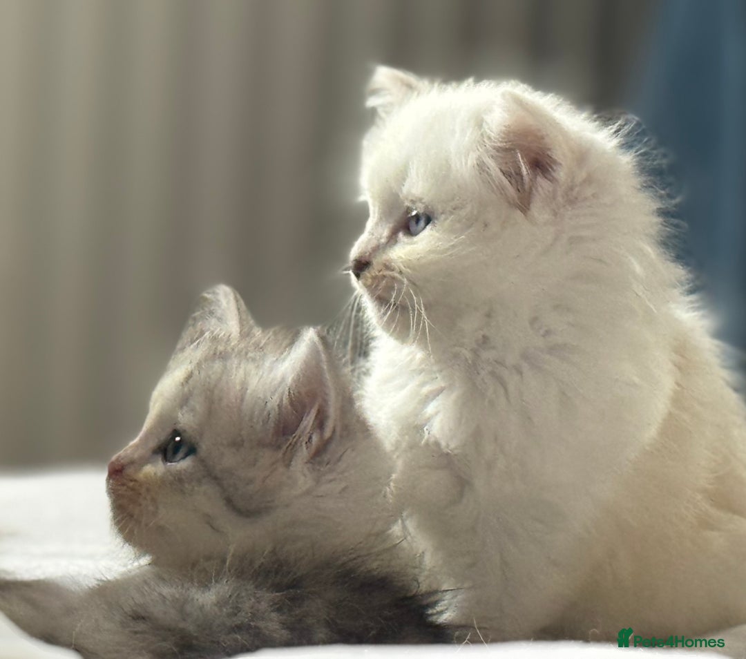 Siberian cats for sale: 3 Siberian blue boy kittens - Advert 3