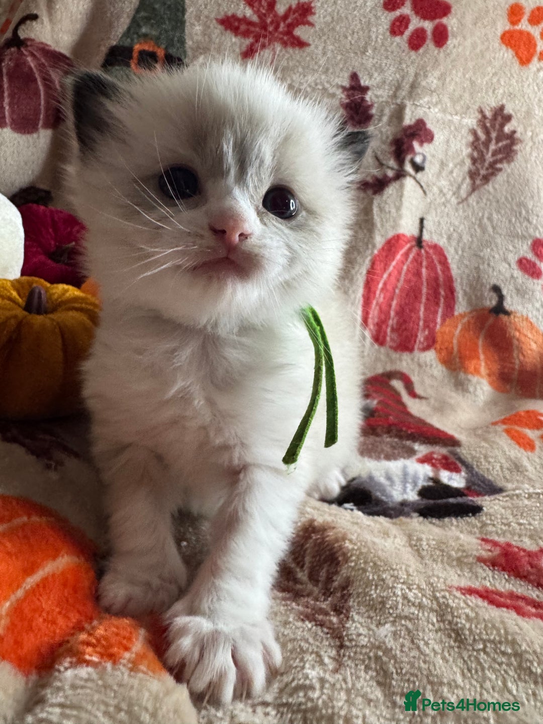Ragdoll cats for sale: 🏆 gccf ragdoll grand champion kittens 🏆 - Image 24