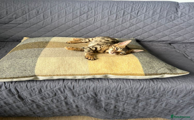 Savannah cats - Advert 5