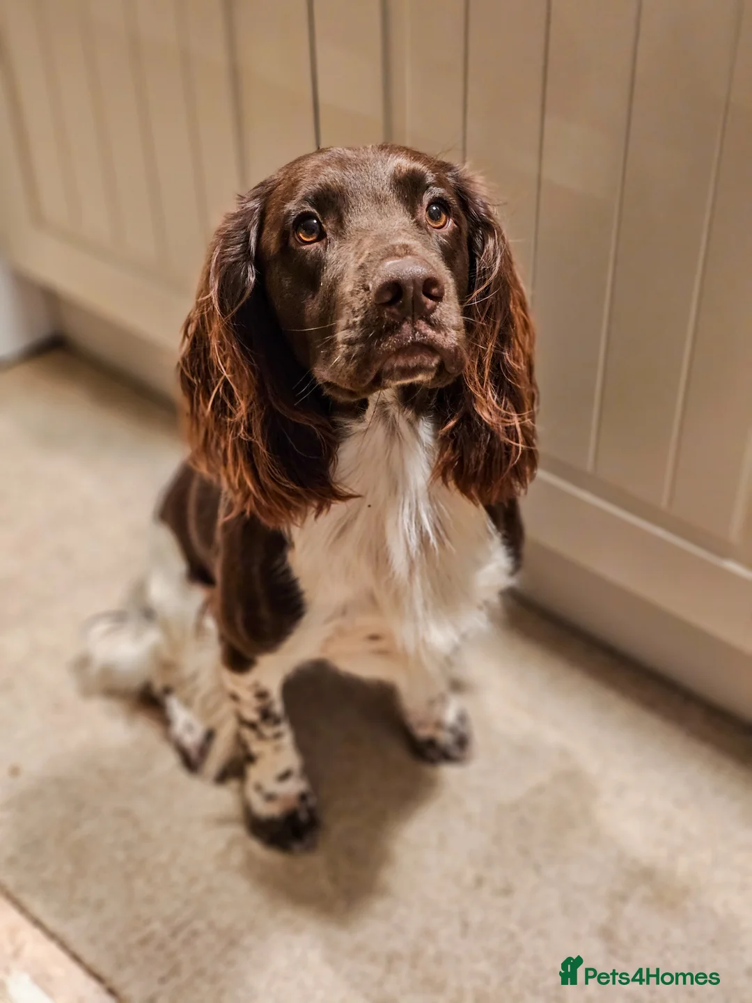 English Springer Spaniel dogs for stud: English Springer Spaniel Stud in Derby - Advert 9