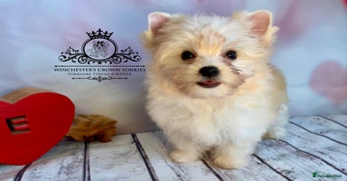 Yorkshire Terrier dogs - Advert 4