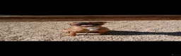 Staffordshire Bull Terrier dogs for sale: KC Red Staffordshire Bull Terrier  - Advert 6