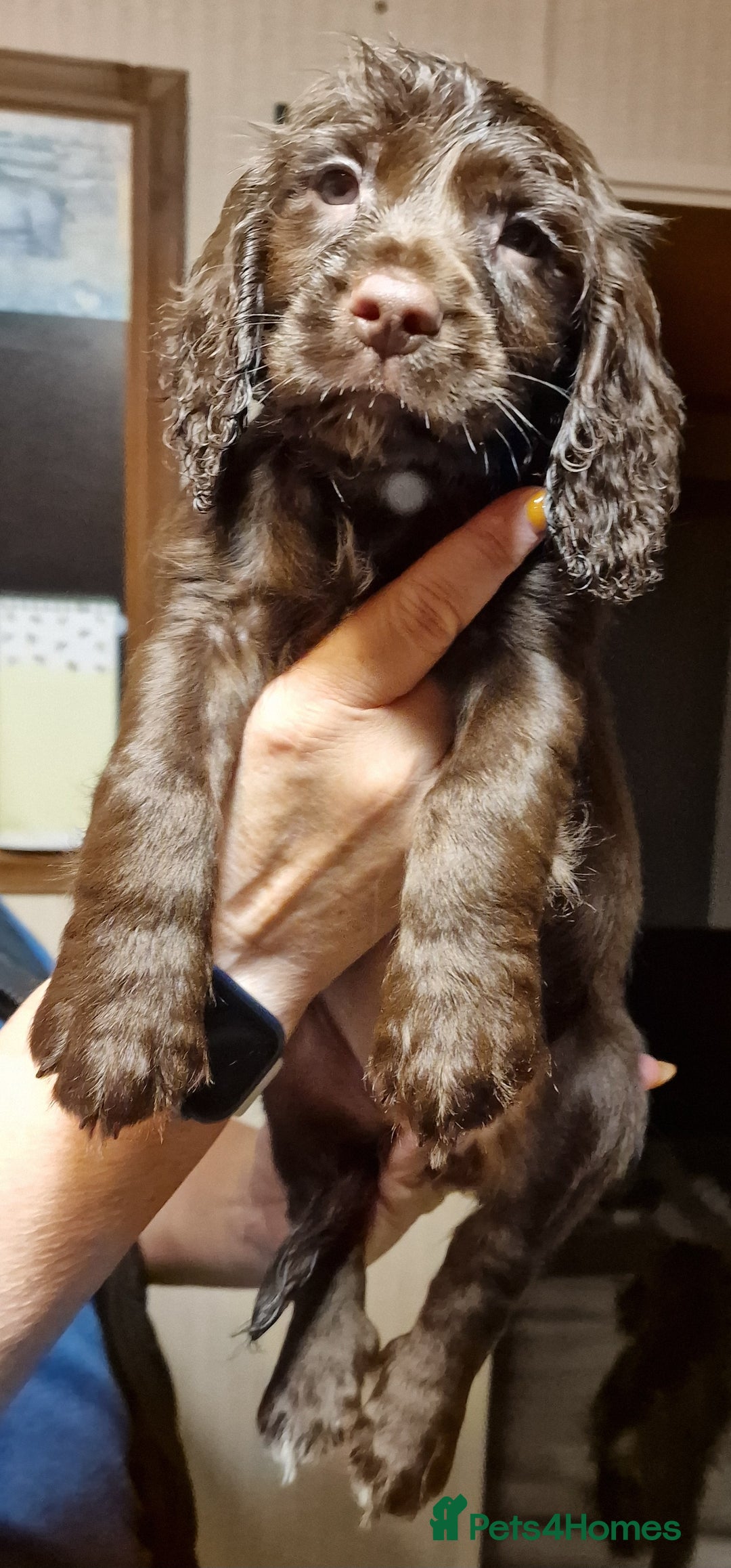 Cocker Spaniel dogs for sale: Working cocker spaniel puppies - Image 14