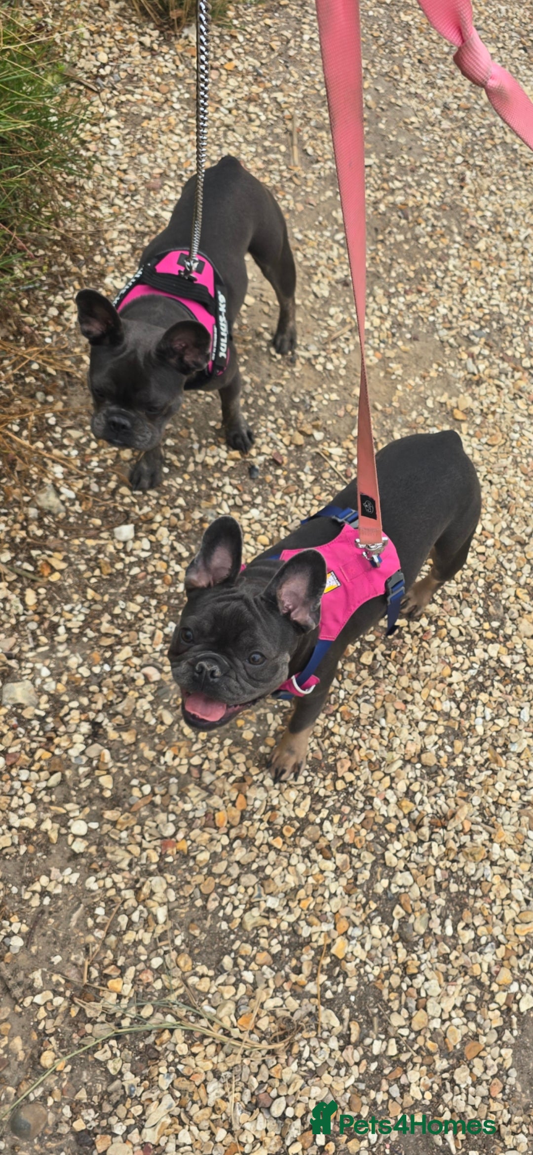 French Bulldog dogs Female frenchie - Advert 2