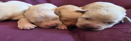 Goldador dogs for sale: Gorgeous KC Line Goldador Puppies 🐾  - Advert 10