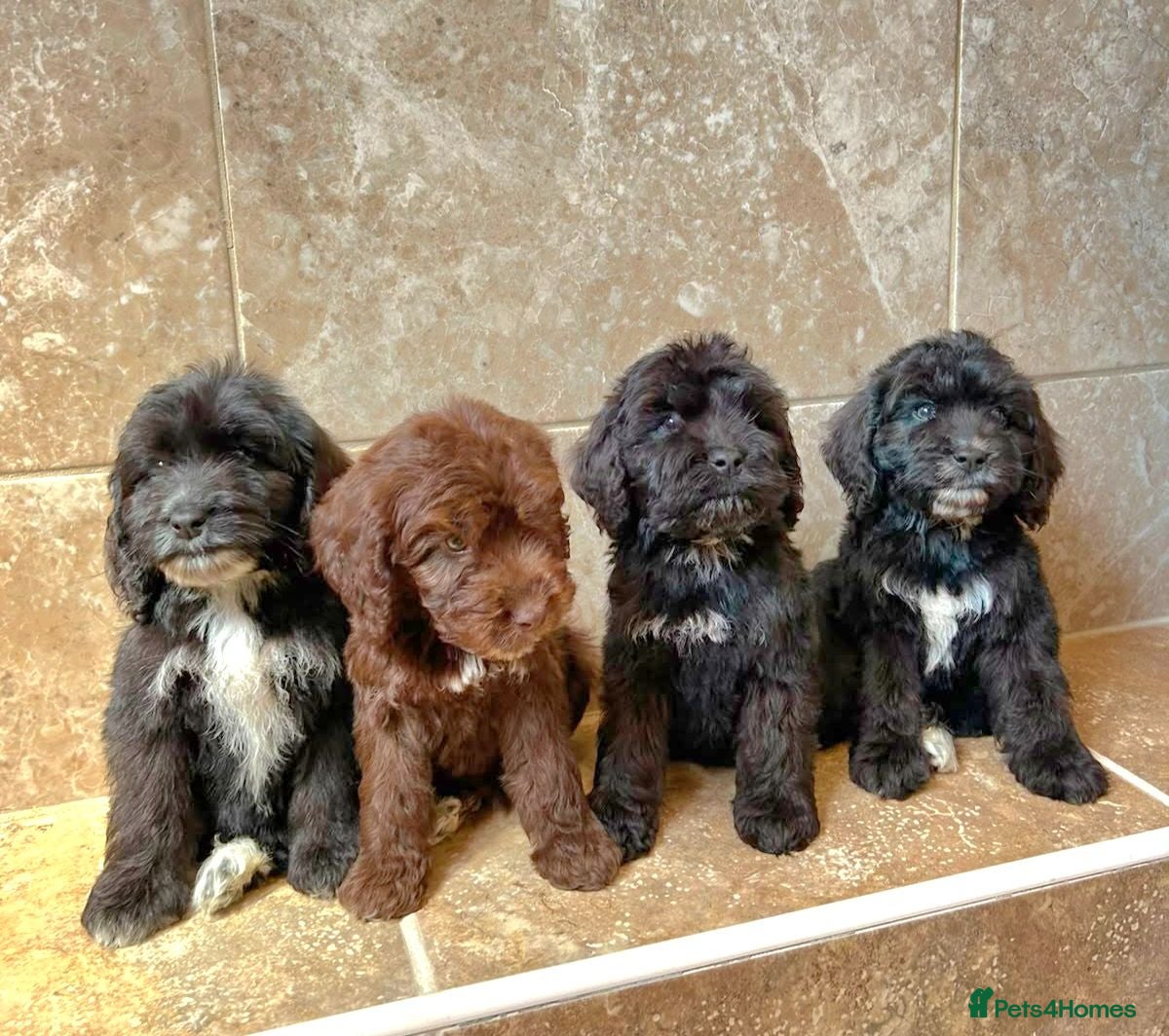 Cockapoo dogs Adorable cockapoo puppys READY NOW  - Advert 2