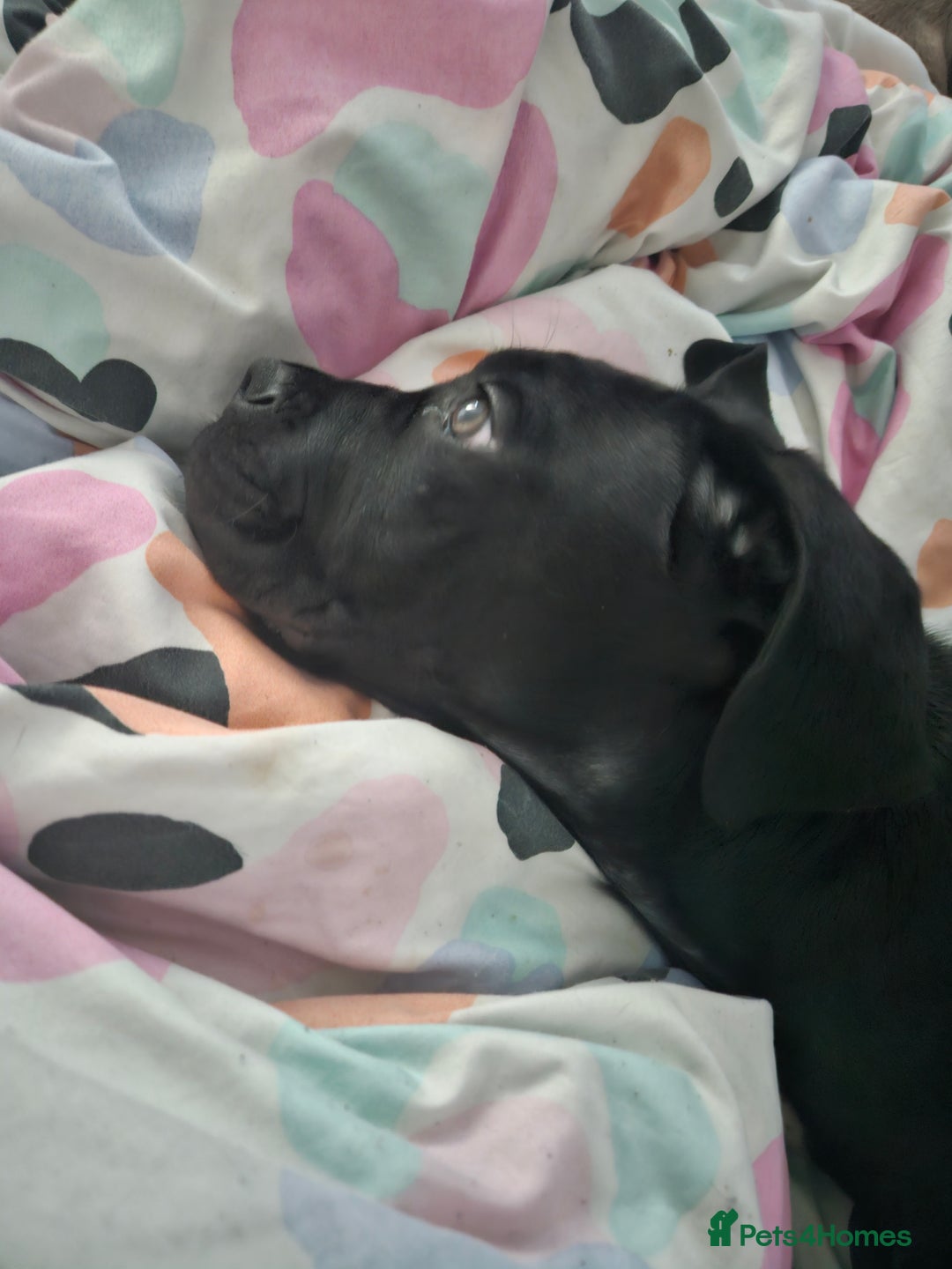 Mixed Breed dogs for sale: Cane corso zeus - Advert 2