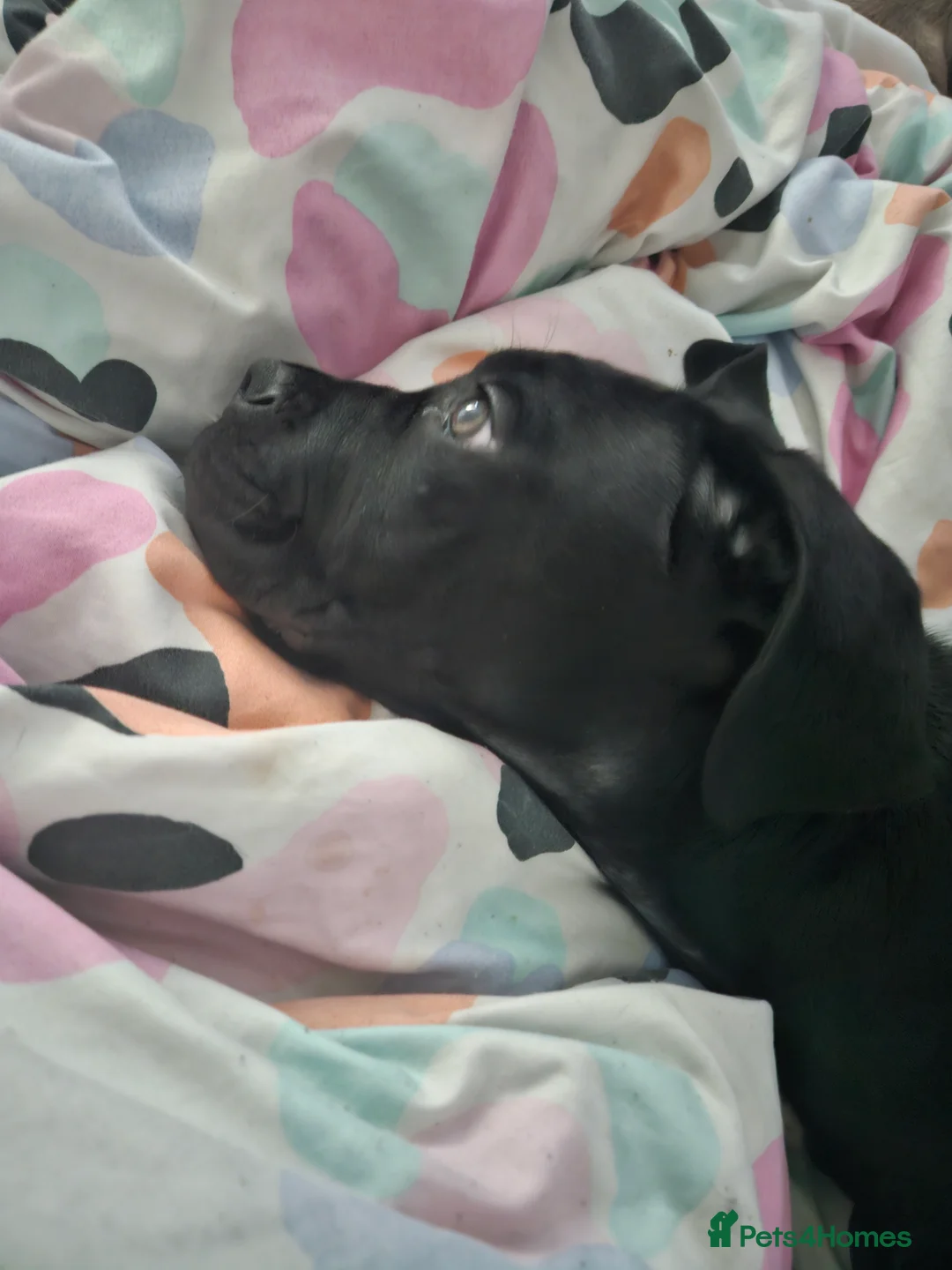 Mixed Breed dogs for sale: Cane corso zeus - Advert 2