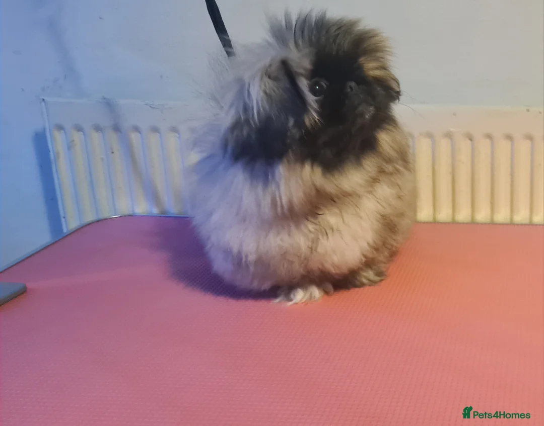 Pekingese dogs for sale: Pekingese puppys (Champion Bloodlines) - Advert 13