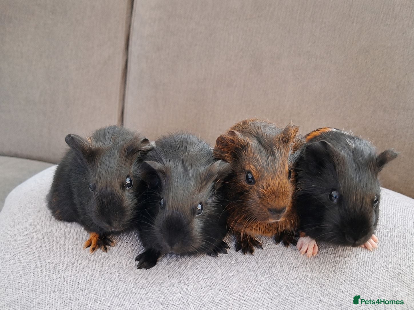 Guinea Pig rodents Gorgeous baby boars - Advert 14