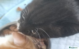 Ojos Azules cats for sale: Cats boy - Image 1