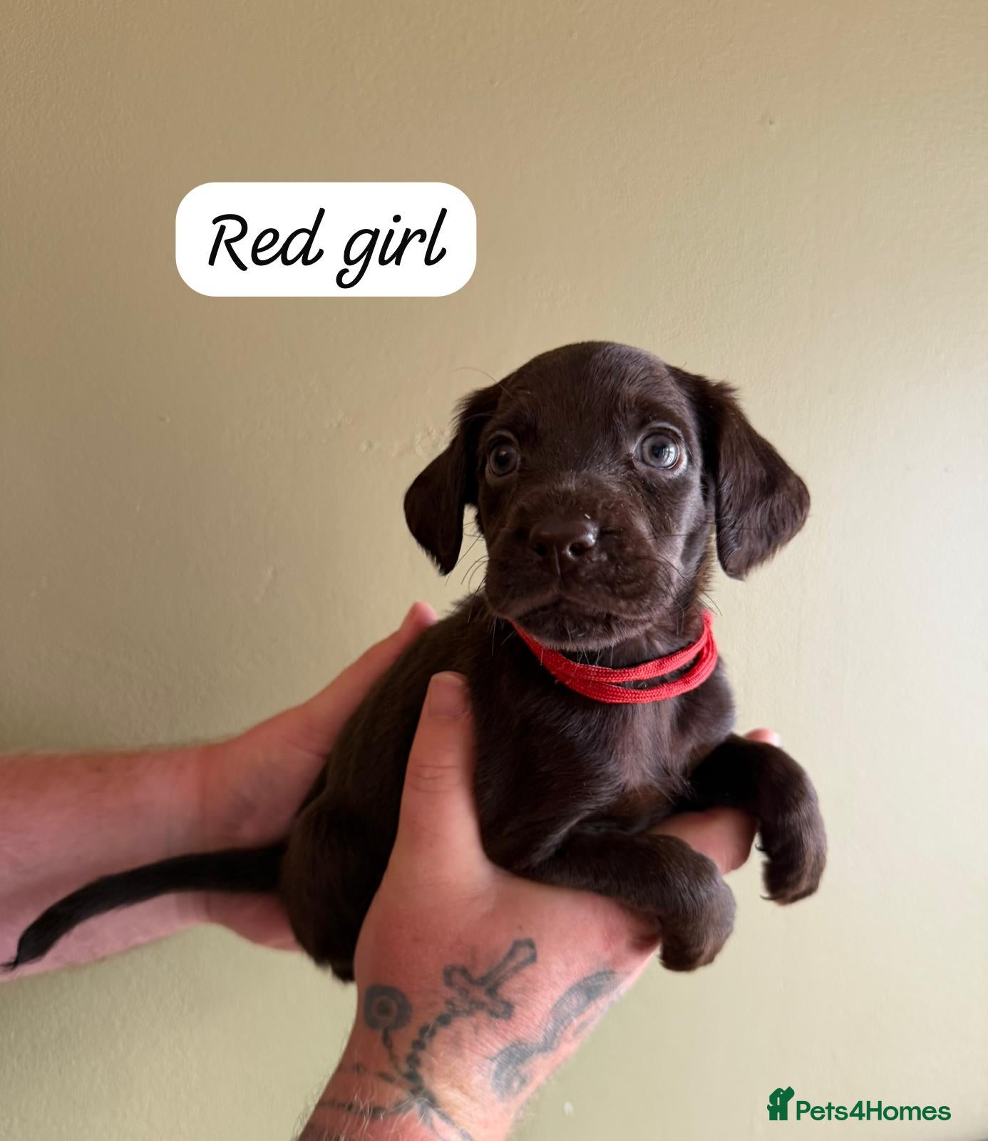 Mixed Breed dogs 5* Cockador Puppies - Advert 2