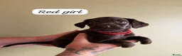Mixed Breed dogs for sale: 5* Cockador Puppies - Advert 2