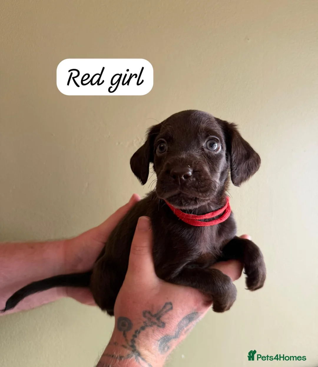 Mixed Breed dogs for sale: 5* Cockador Puppies - Advert 2