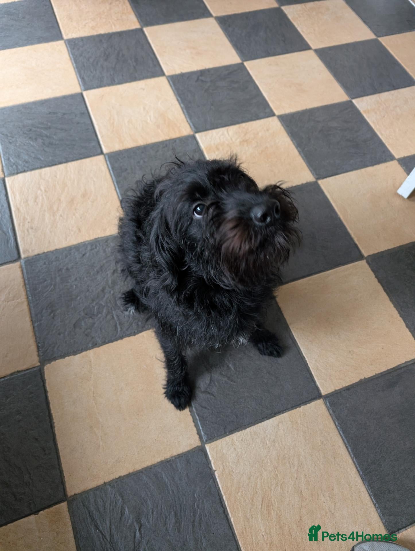 Labradoodle dogs Matilda (Tilly) - Advert 1