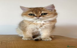 British Shorthair cats for sale: Golden Tipped BSH - last MalaMor Kittens  - Image 8