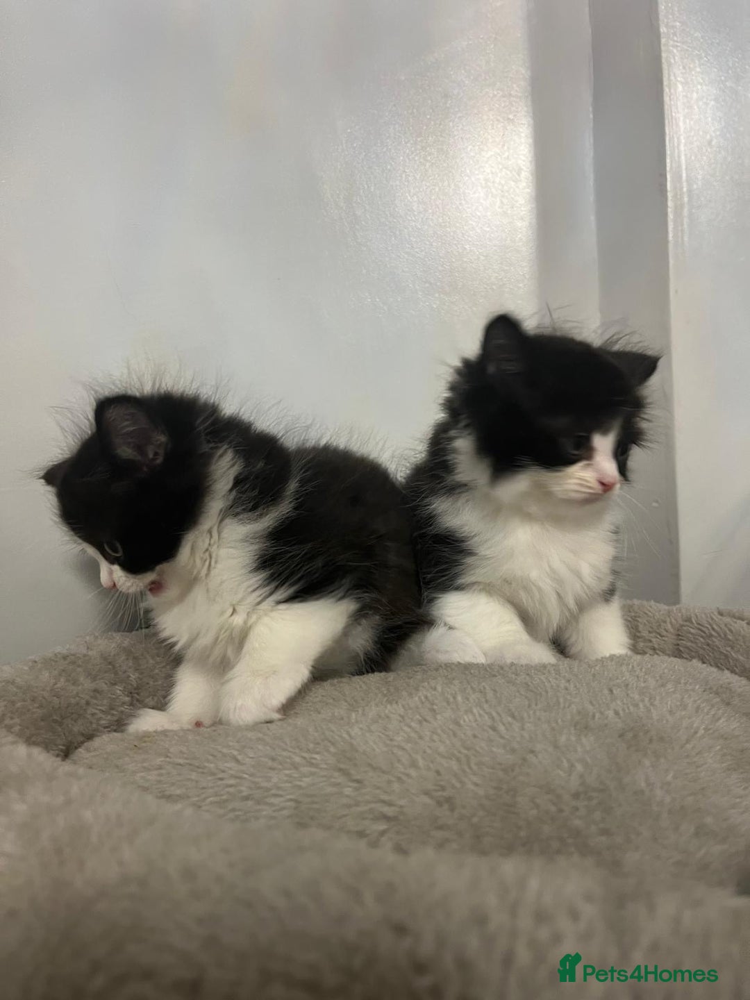 British Shorthair cats for sale: Absolutely stunning half bsh kittens - Image 4