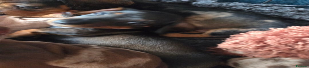 Dachshund Puppy 4