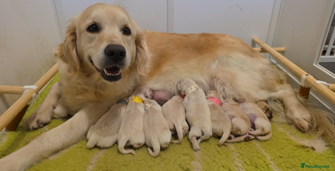 Golden Retriever dogs for sale: RKC reg Golden Retriever puppies - Advert 2