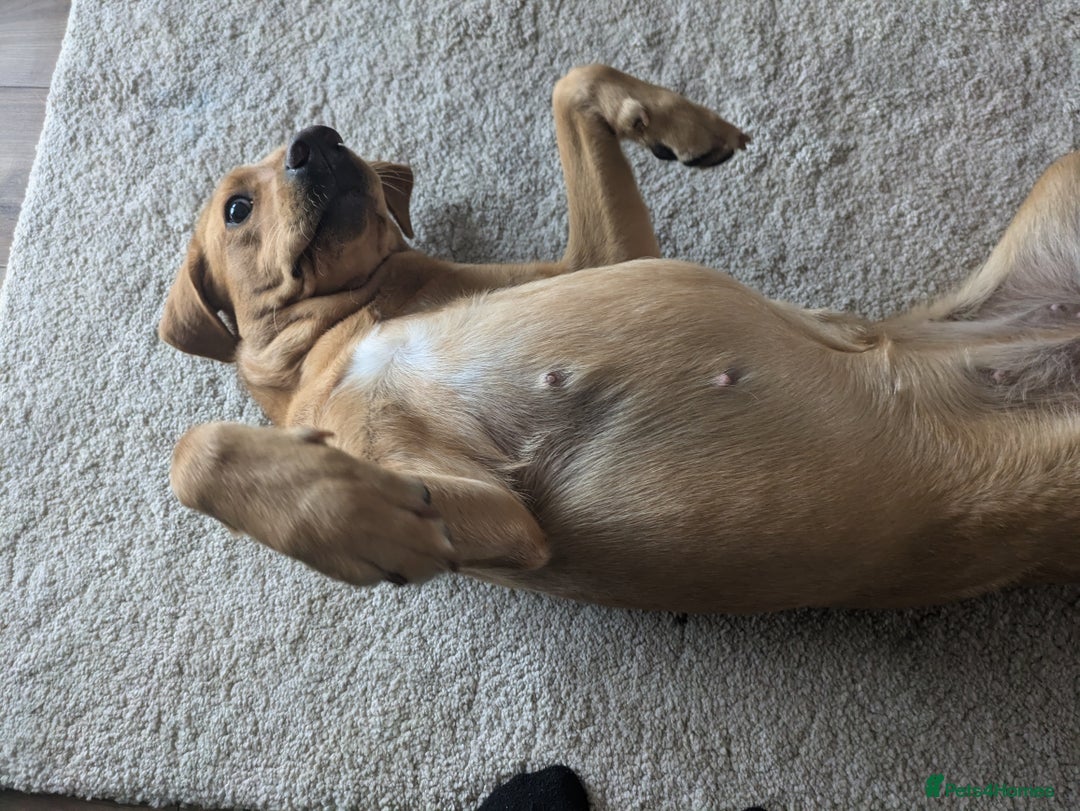 Labrador Retriever dogs for sale: Missy ✨ - Image 6