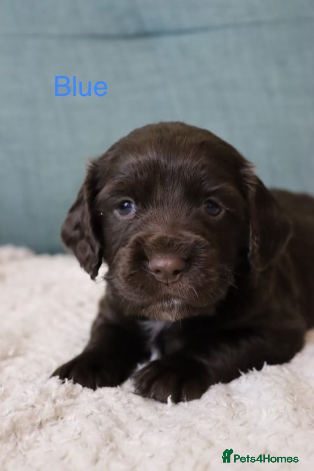 Cocker Spaniel dogs for sale: *Last little boy* chocolate cocker spaniel - Advert 15