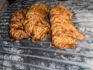 Toy Poodle dogs Non-fading Red Toy Poodles 🔥😍 - Advert 14