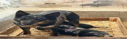 Mixed Breed dogs for sale: 4 x female kelpie/australian cattle dog cross  - Advert 2
