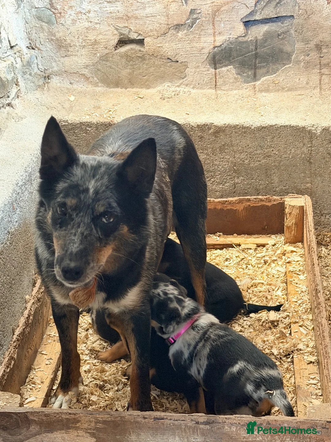 Mixed Breed dogs for sale: 4 x female kelpie/australian cattle dog cross  - Advert 2