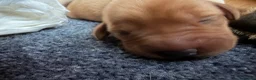 Labrador Retriever dogs for sale: Fox red/yellow KC, health tested Labradors  in Spalding - Advert 3