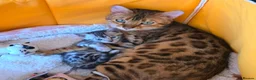 Bengal cats for sale: Full bengal girl silver grey exceptional markings in Chesterfield - Advert 5