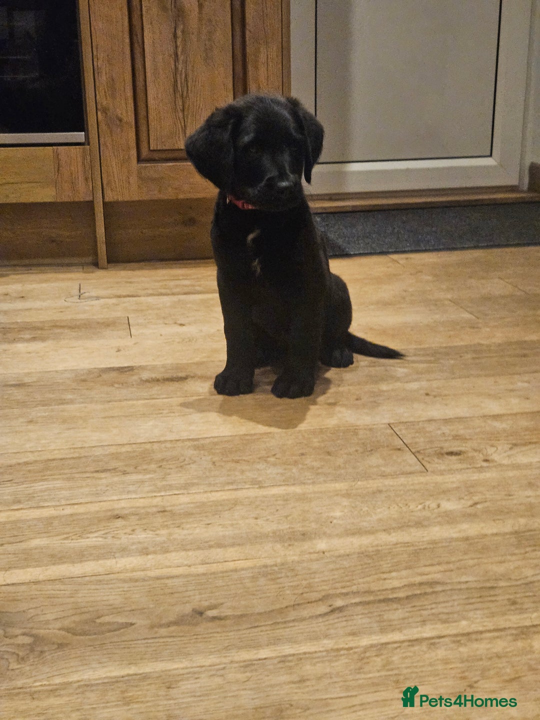 Mixed Breed dogs for sale: Rottweiler x poodle puppies ✨️ready now✨️ - Advert 25