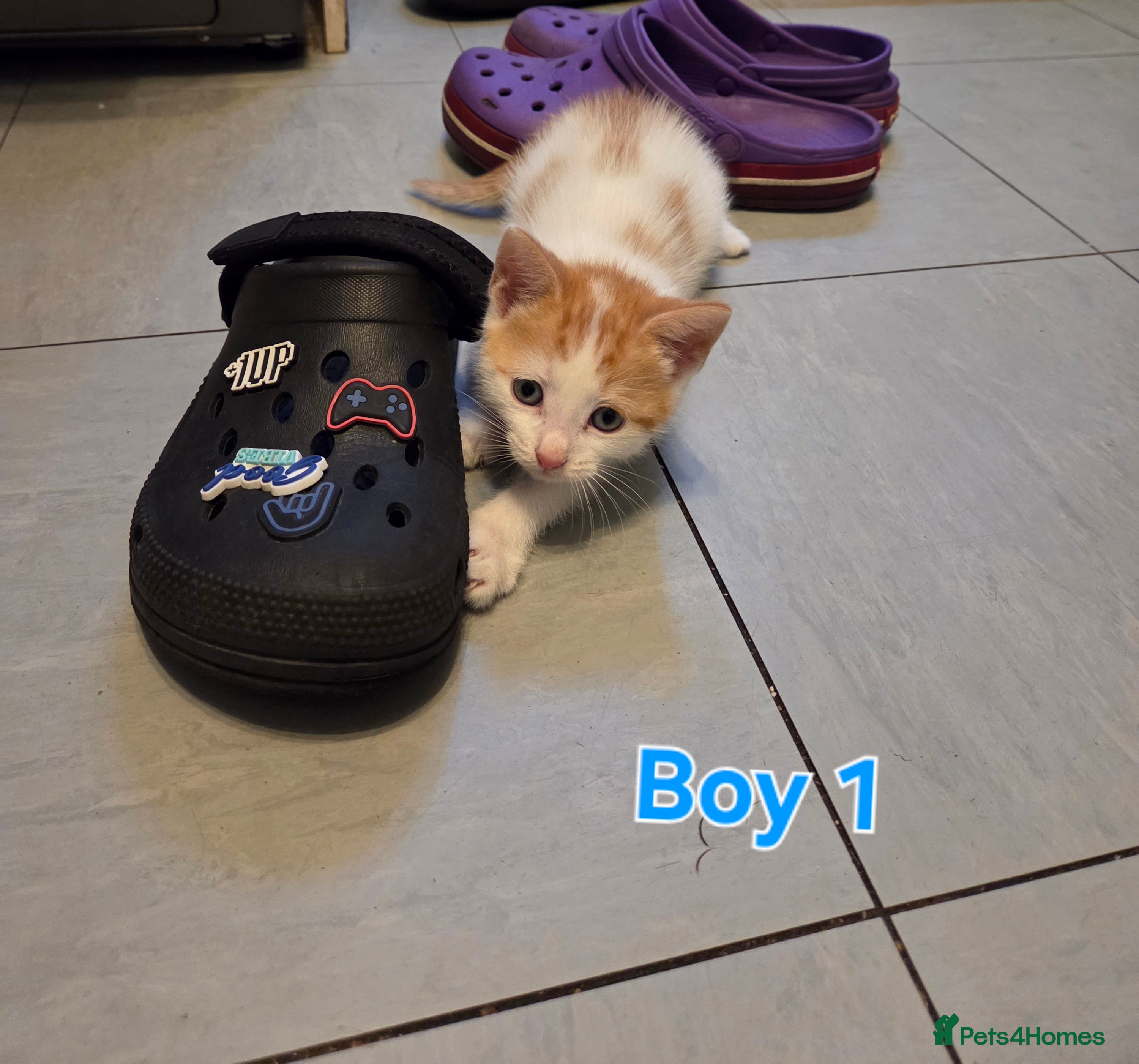 Mixed Breed cats Three little boys  - Advert 1