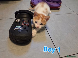 Mixed Breed cats Three little boys - Advert 1