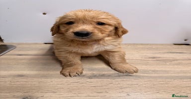 Golden Retriever dogs KC Reg Gold & Fox Red Golden Retriever puppies  - Advert 5