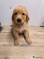 Golden Retriever dogs KC Reg Gold & Fox Red Golden Retriever puppies - Advert 1