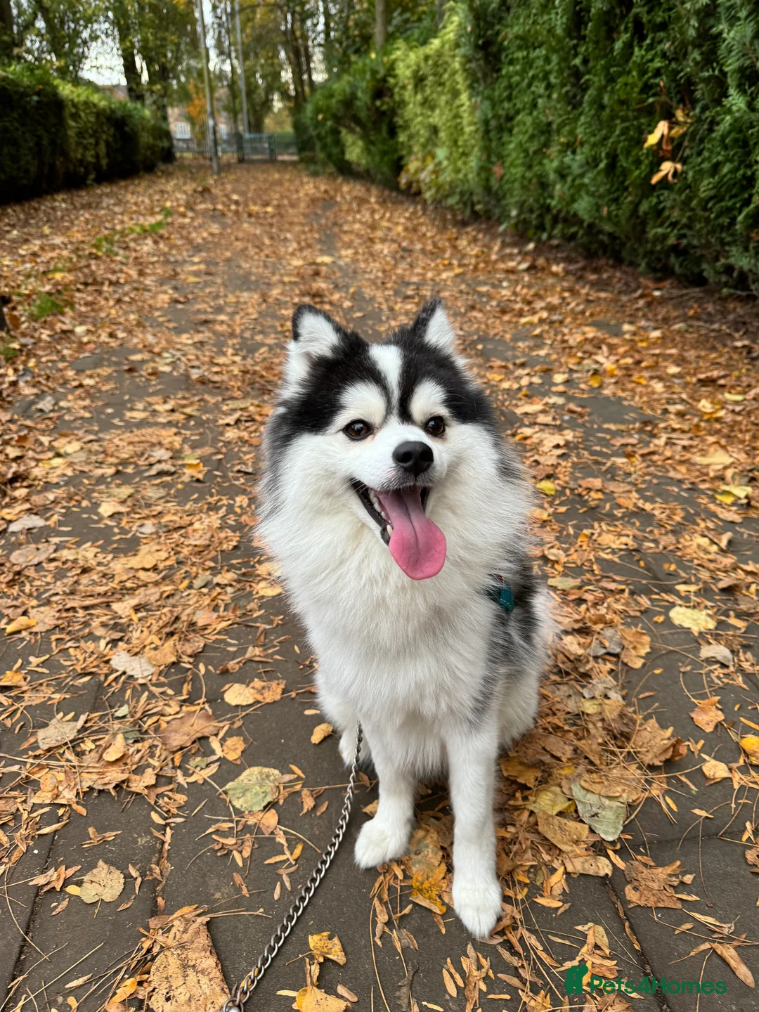 Pomsky dogs for stud: Micro F1 Pomsky Stud 5.5kg Fluffy Husky Markings in Manchester - Advert 2