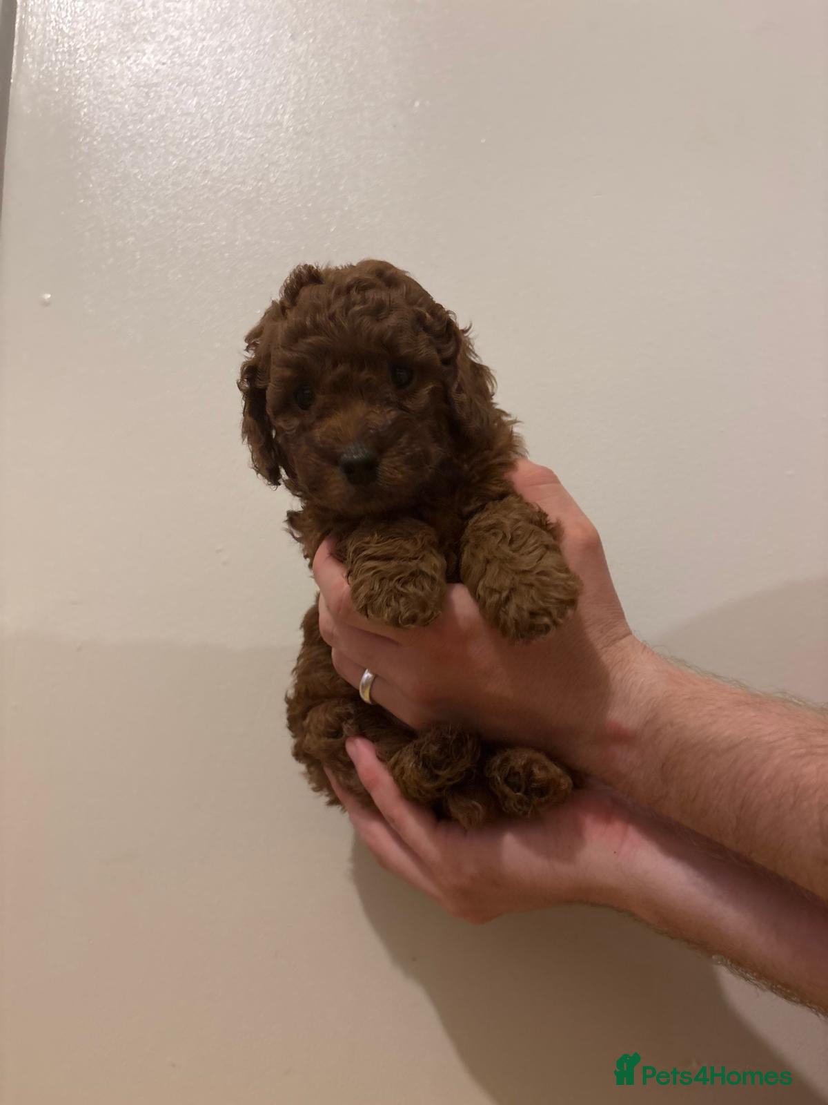 Cockapoo dogs Dark Fox Red F1B Toy Cockapoos - Advert 1