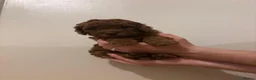 Cockapoo dogs for sale: Dark Fox Red F1B Toy Cockapoos in Cardiff - Advert 1
