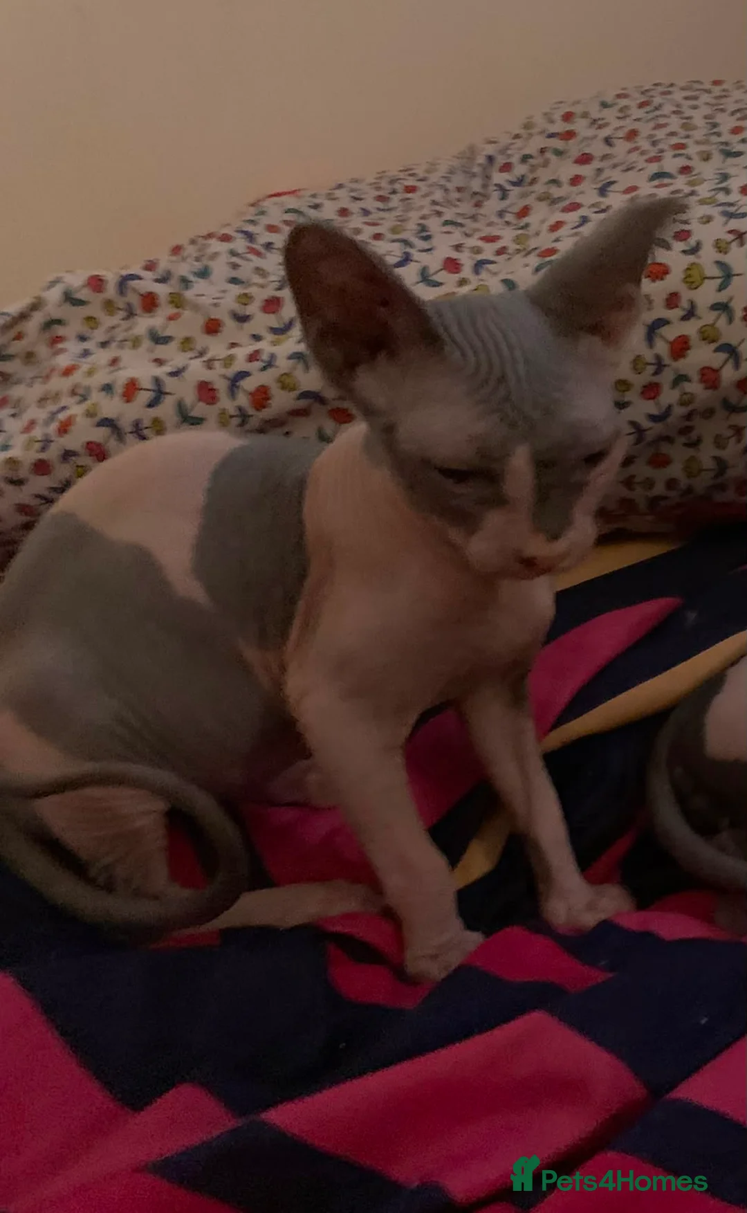 Sphynx cats for sale: Adorable Pair of Hairless Sphynx Kittens  - Advert 5