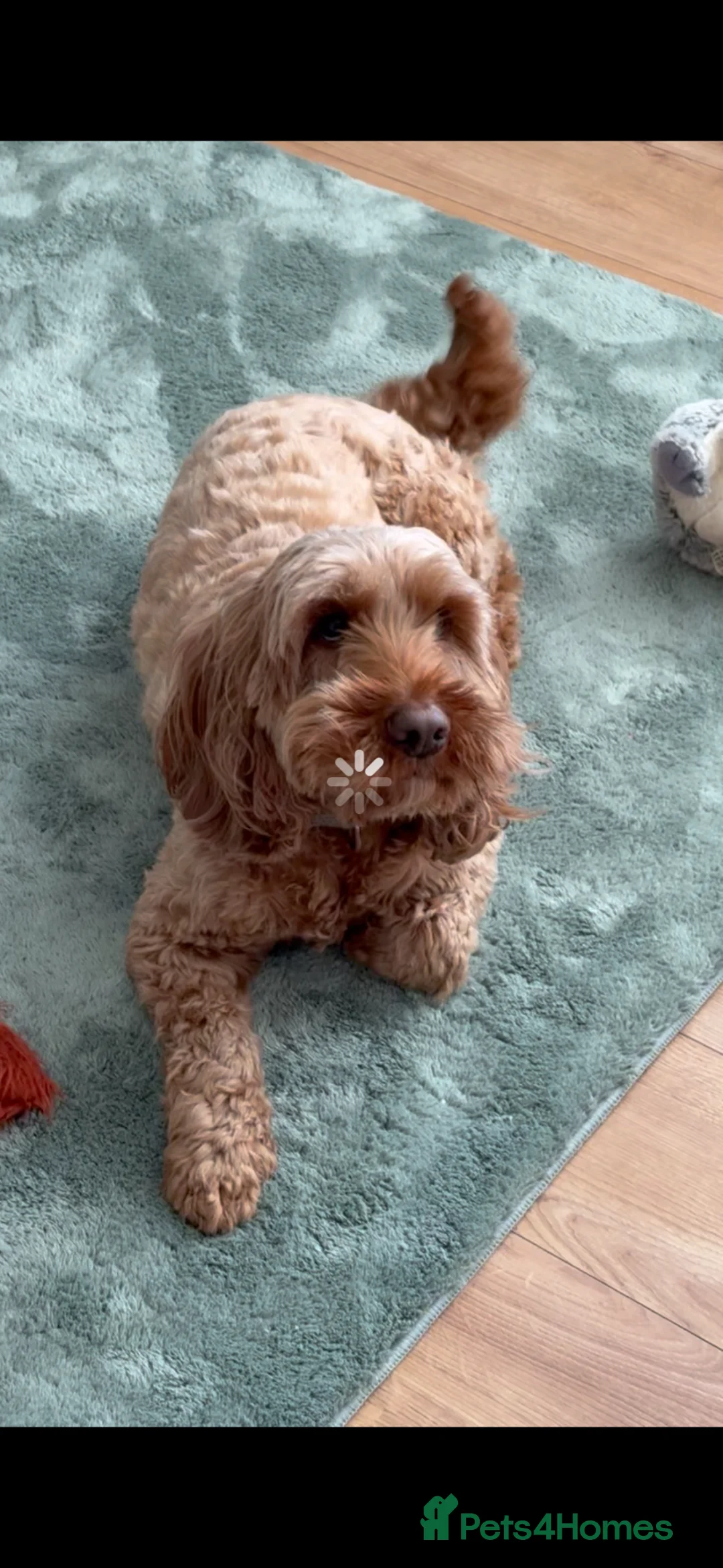 Cockapoo dogs for sale: Male Cockapoo - Advert 9