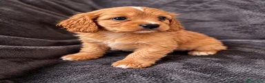 Cavapoo 4