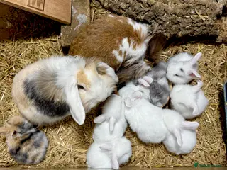 Mixed Breed rabbits Gorgeous Baby Mini Lion Lops - Advert 14