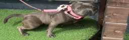 Staffordshire Bull Terrier dogs for sale: 3 year old blue female  - Advert 3