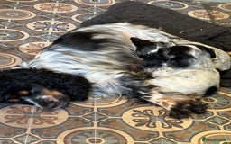 Cocker Spaniel dogs for sale: Show Cocker Pups - Image 9