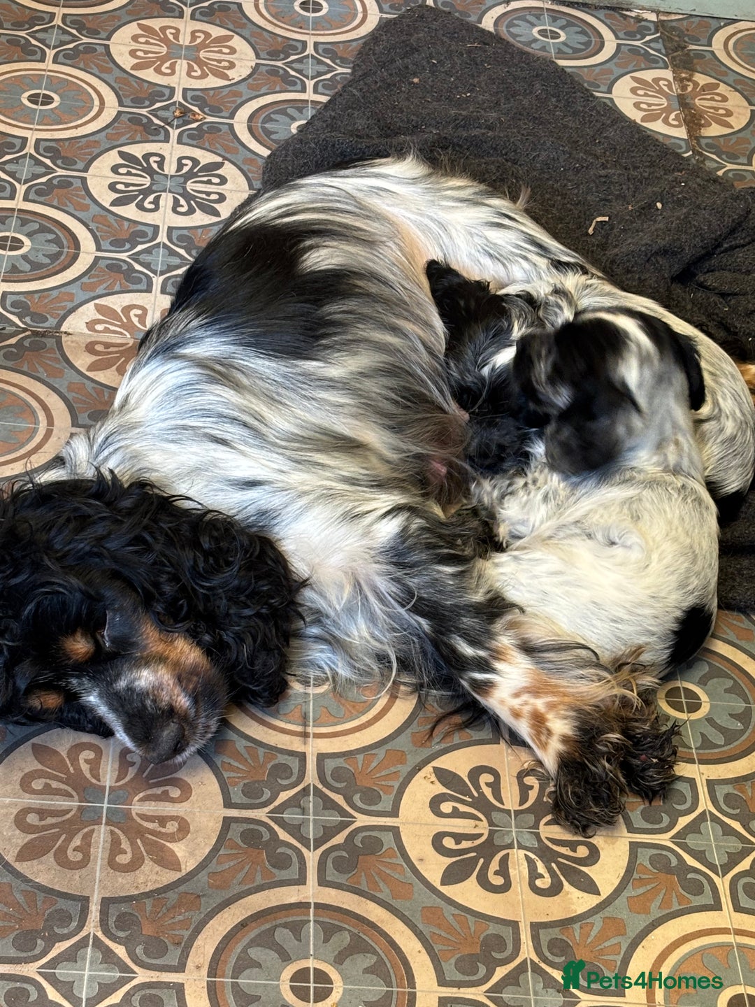Cocker Spaniel dogs for sale: Show Cocker Pups - Image 9