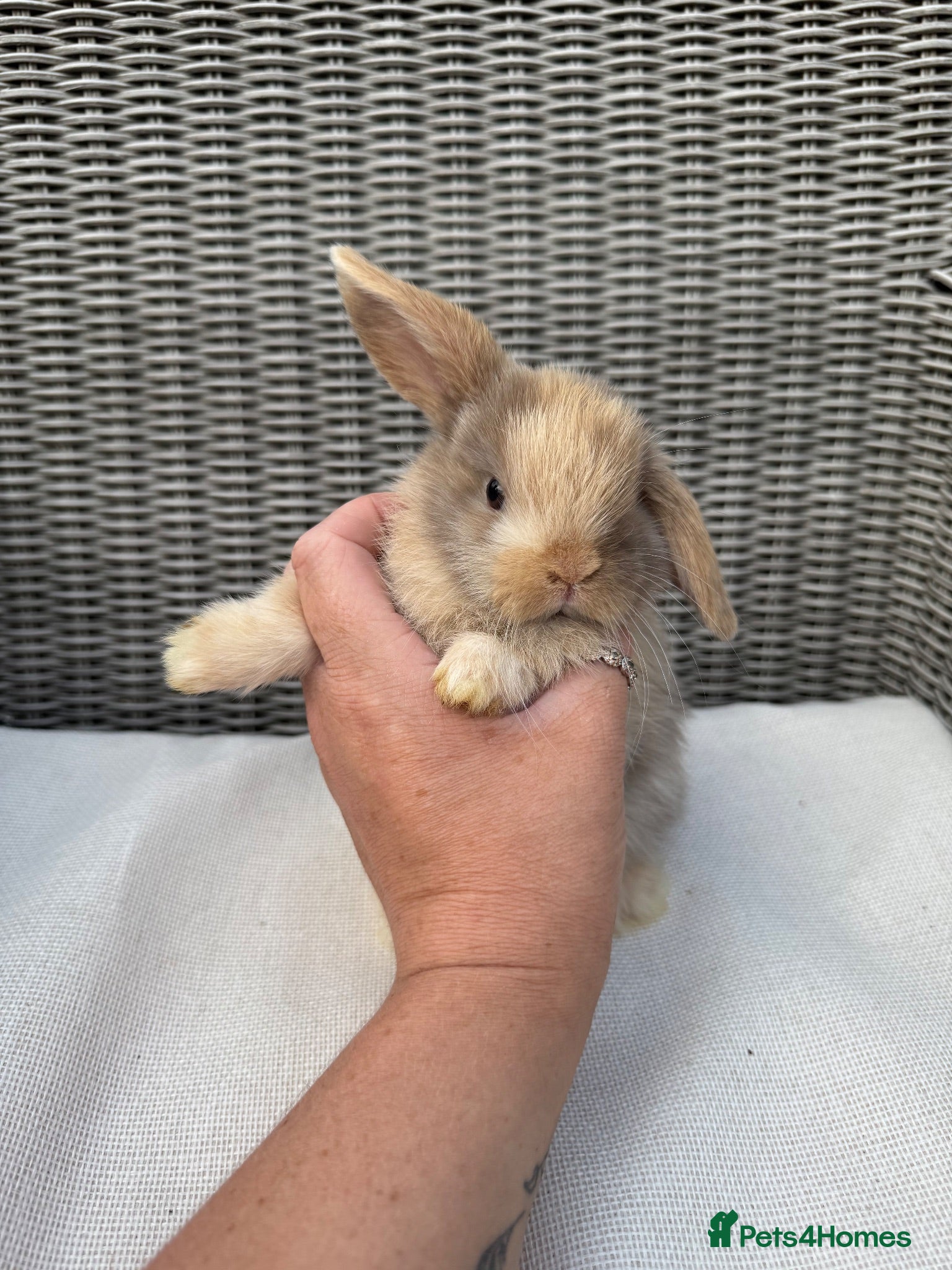 Mini Lop rabbits Mini lops  - Advert 5