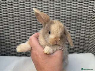 Mini Lop rabbits Mini lops - Advert 5